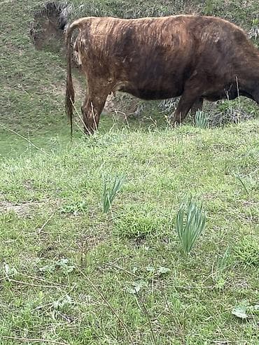 кекилик бишкек: Сатам | Уй (ургаачы) | Байланган — 3