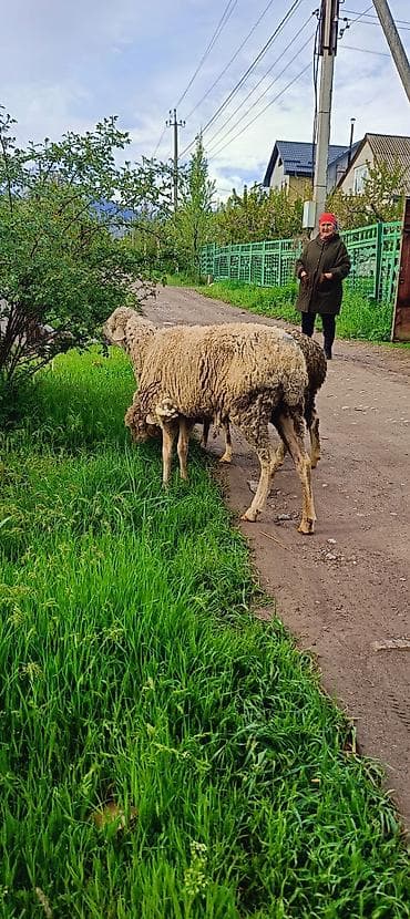 гибкий резервуар для воды: Продаю | Овца (самка) | Для разведения | Матка — 2