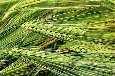 Ячмень (6 рядка колоски) Семена продаю урожайность высокая. - at lalafo.kg Ячмень (6 рядка колоски) Семена продаю урожайность высокая. -