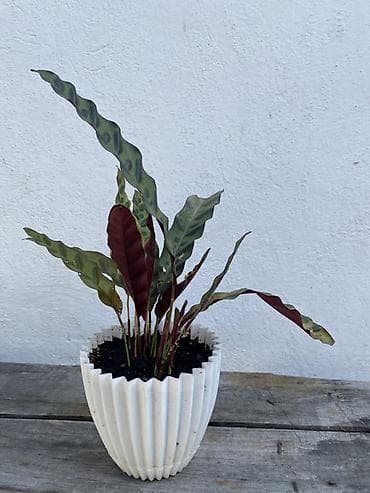 калате: Калатея лансифолия (Calathea lancifolia, «гремучая змея») в — 1