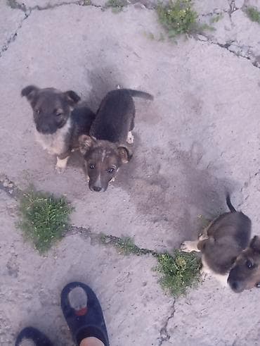 щенки тайган: Отдаём щенков в добрые руки, игривые, охраняют двор уже — 2