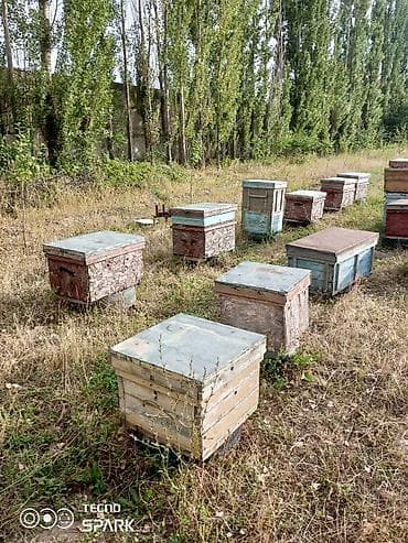 Пасека/пчелохозяйство: деревянные ульи - Комплект ульев разных цветов