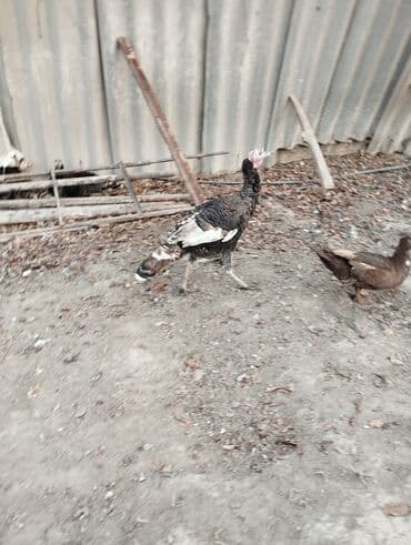 купить oculus quest 1: Электрокамин Firelight, 2000 Вт, Светодиодная технология (LED) — 3