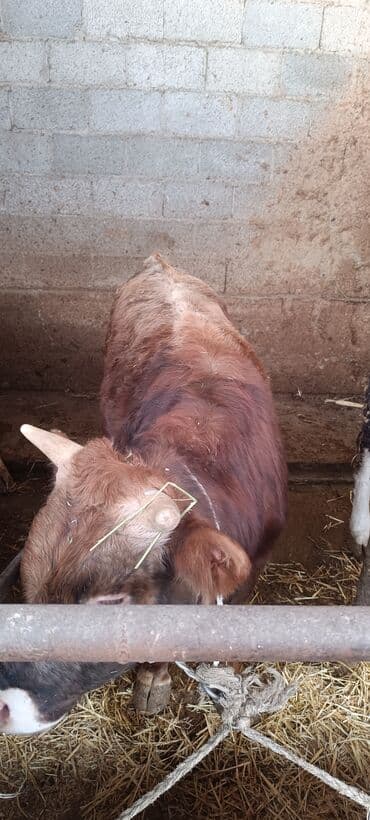 бравекто для собак бишкек: Продаю | Бык (самец) | На откорм | Привязанные — 8