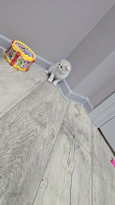 Грызуны: Скотиш Фолд (Шотландская вислоухая), 1 месяц, Мальчик, Голубой, Приучена к лотку — 1