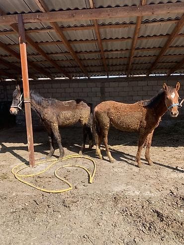 обувь мюли: Продаю | Жеребенок | Полукровка | Для разведения | Племенные — 1