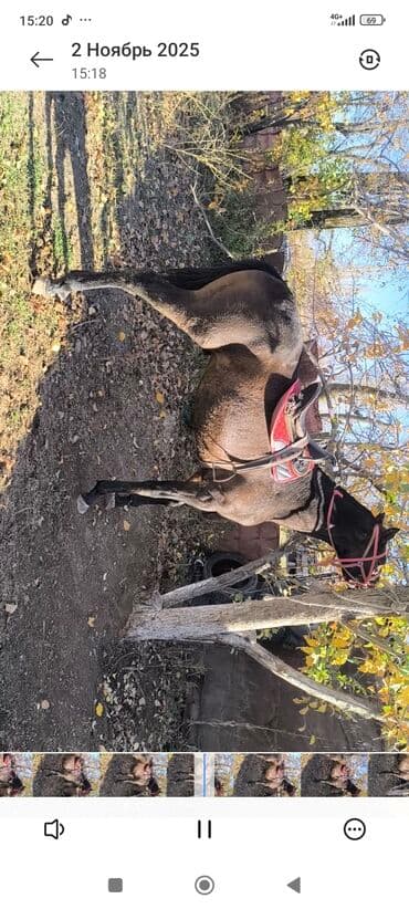 милые животные: Продаю | Жеребец | Полукровка — 3