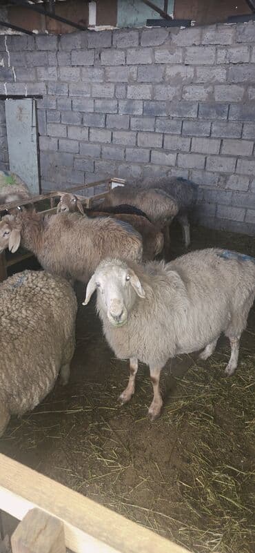 Продаю | Овца (самка), Ягненок, Баран (самец) | На забой, Для разведения at lalafo.kg Продаю | Овца (самка), Ягненок, Баран (самец) | На забой, Для разведения