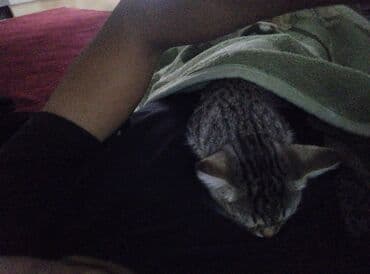 вислоухий рыжий кот цена: Даром отдаю так как нет времени ухаживать — 2