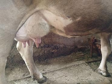 Үй жаныбарлары: Сатам | Уй (ургаачы) | Сүт алуу үчүн | Музоологондон кийин — 4