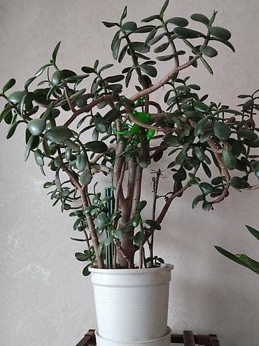 Денежное дерево: Красота дома и лекарство — 1