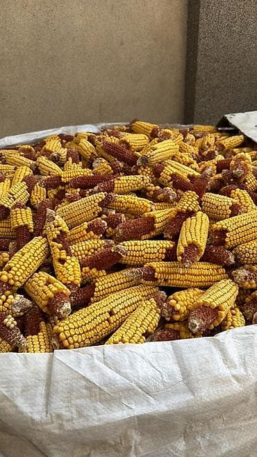 яйцо инкубационное бройлер: Кукуруза в початках (сухая), дроблёные и целые початки. - Тип — 1