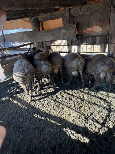 отдам в добрые руки собаку: Продаю | Баран (самец) | Арашан, Гиссарская — 3