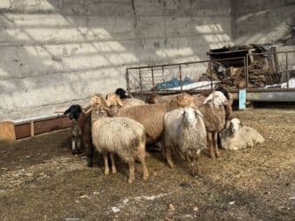 домик для кот: Сатам | Кочкор (эркек), Козу, Ургаачы кой (ургаачы) | Гиссар, Долан, Романовская | Көбөйтүү үчүн, Жүн үчүн, Союуга | Асыл тукумдуу, Козулаган, Бычылган — 4