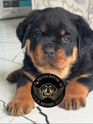 алабай щенок купить: Ротвейлер, 2 месяца, Самец, С прививкой, С родословной — 1