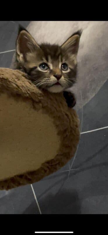 мейн кун бишкек питомник lyubushka купить котенка цена фото: Питомцы: котята породы мейн‑кун (типичный экстерьер). Описание: - — 9