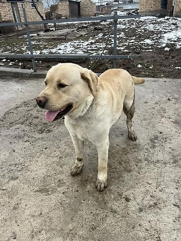 продаю собак: Лабрадор-ретривер, кобель, окрас палевый. - Крупный, мощный корпус — 2