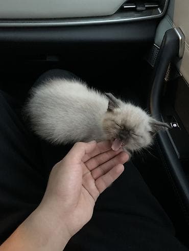 купить сиамских котят: Котёнок с колор-пойнт окрасом (светлая шерсть с тёмной маской, лапками — 2