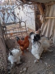 сколько стоит бульдог: Петухи брама 5 месячные в Канте,крупные на племя — 9