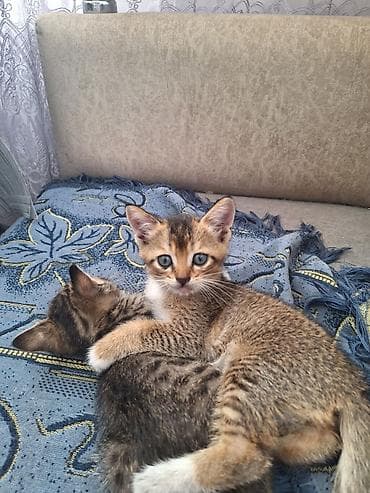 приют собак в бишкеке: Продаю котят скотишь страйт короткошерстные прямоухие очень добрые и — 5