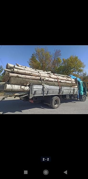 Куплю карагач дуб тополя