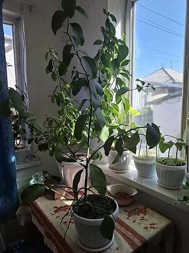 лимон кочот: Комнатное дерево лимона в горшке (лимонное дерево) - Плодоносящее — 2