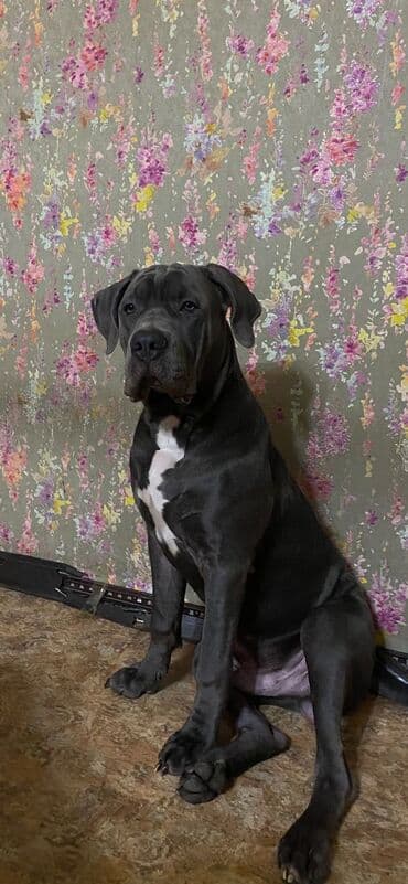 амстафф щенки: Продаем щенков кубинского питбультерьера, линейное разведение — 1