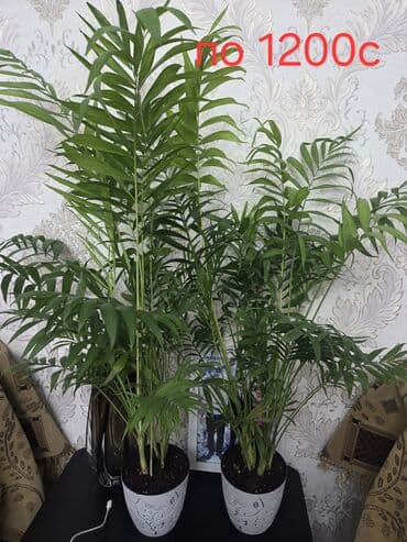 цветы домашнии: Комнатные растения: 1) Хамедорея (дипсис) в декоративном горшке - — 1