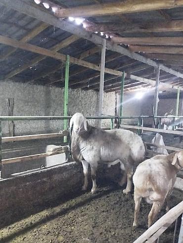 уй сатылат бишкек 2022: Сатам | Ургаачы кой (ургаачы) | Көбөйтүү үчүн — 3