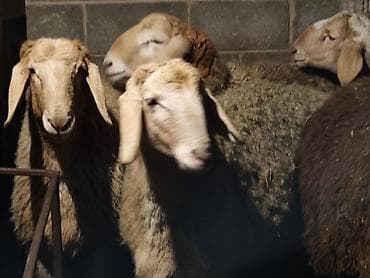 Кемирүүчүлөр: Сатам | Кочкор (эркек) | Арашан | Союуга — 5