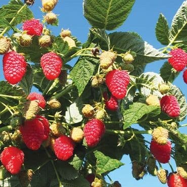 драконий фрукт: Саженцы малины мапема полонез принимаю заказы на саженцы Малина — 7