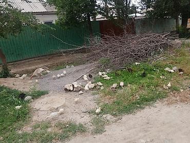 Индюшата разного окраса (светлые и темные), выращены на подворье с