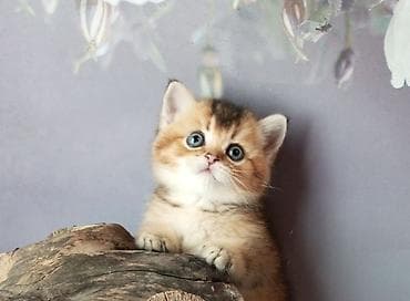 какая порода: Британский короткошёрстный котёнок, окрас золотой шэддед (возможен — 4