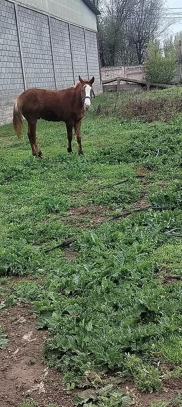 Продаю | Жеребенок | Дончак | Рабочий