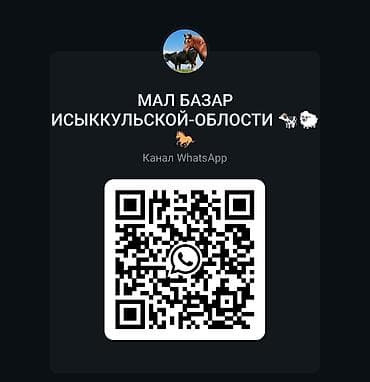 одежда для животных: МАЛ БАЗАР ИСЫК-КУЛЬСКОЙ ОБЛАСТИ — канал WhatsApp для купли-продажи — 1