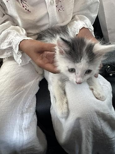 Котёнок, пушистый, бело-серый окраc с тёмным хвостиком и пятнышками на lalafo.kg да Котёнок, пушистый, бело-серый окраc с тёмным хвостиком и пятнышками на