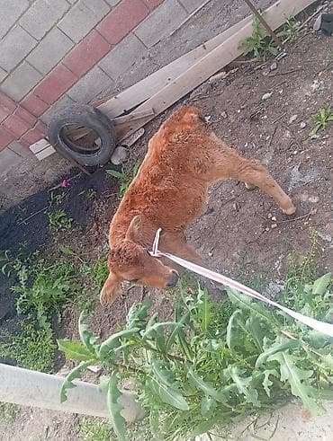 жылкы жаныбар: Сатам | Музоо | Бордоп семиртүү үчүн | Байланган — 1