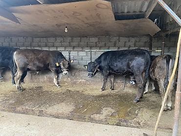 животные птицы: Продаю | Бык (самец) — 4