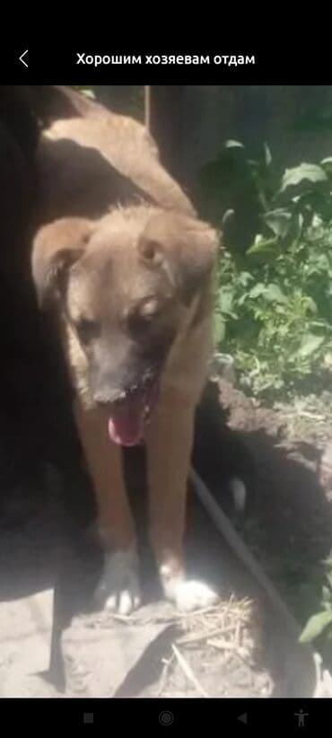 продажа щенков немецкой овчарки с документами в бишкеке: Собака даром: 2 года, Самка, С прививкой — 3