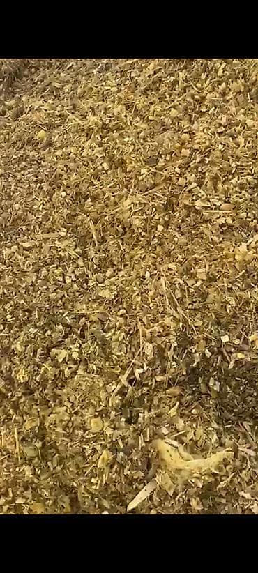 молоко коровье: СИЛОС! ОПТОМ! 6 СОМ ! ОТЛИЧНОГО КАЧЕСТВА! В БОЛЬШИХ ОБЪЕМАХ! — 3