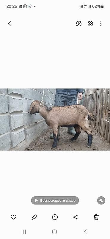 привия: Продаю | Козлёнок | Для разведения | Осеменитель — 1