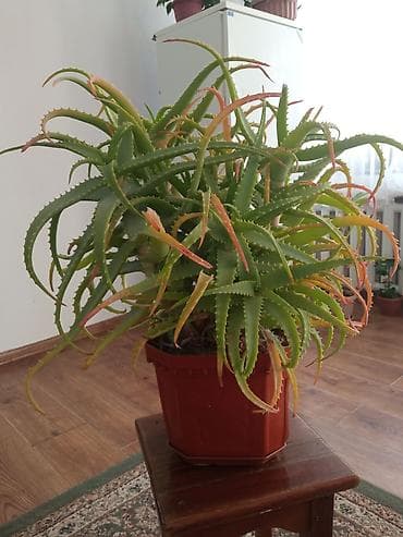 Продаю алое 5 лет ему можно на лекарство использовать