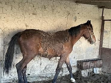 Продам с/х животных: Продаю | Жеребец | На забой — 2