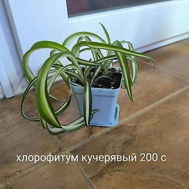 корейский апаловка: Цветы,, комнатные растения, Алоказии взрослы и клубни, Блек Вельвет — 10