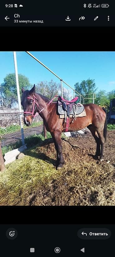 ат тарак: Продаю | Конь (самец) | Рабочий — 4