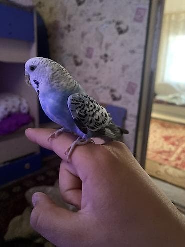 продам птицу: Волнистый попугайчик (мелкий декоративный попугай). Окрас — 4