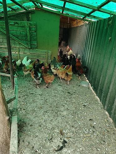 куплю петуха: Продаю | Куры | Домашняя | Несушки — 1