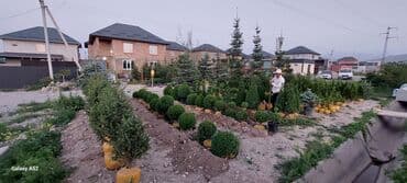 хвойные деревья: Саженцы деревьев: Ели, Платная доставка — 9