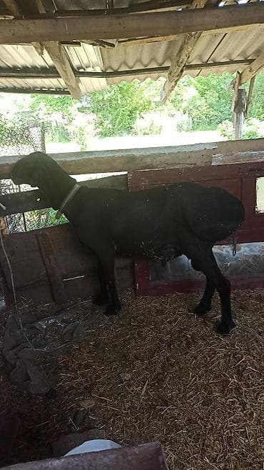 гуси линда: Продаю | Баран (самец) | Для разведения — 2