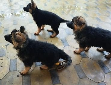 купить фокстерьера: Немецкая овчарка, 1 месяц, Самка, С прививкой, С родословной — 3